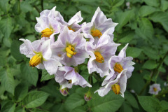 Potato flowering - Peruna kukkii - Rosamunde