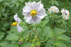 Potato flowering - Peruna kukkii - Rosamunde