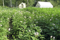 Potato field flowering - Perunapelto kukassa