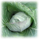 Cabbage - Keräkaali