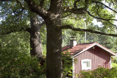 Oak and allotment cabin - Tammi ja siirtolapuutarhamökki