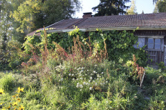 Flourishing herb garden - Kukoistava yrttitarha