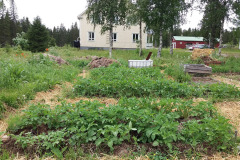 Potato plot and straw mulch - Perunavaot ja olkikate - Mustarinda