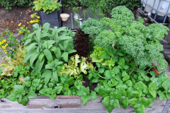 Herbs and kale in cultivation box - Yrtit ja lehtikaali viljelylaatikossa