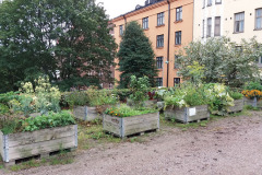 Urban allotment in Helsinki - Kallio-liikkeen kaupunkiviljelmä