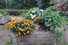 Marigold and kale in cultivation box - Samettiruusu ja lehtikaali viljelylaatikossa