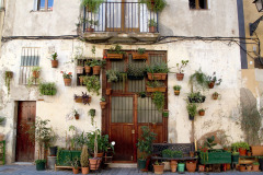 Ornamental plants - Koristekasvit - Barcelona