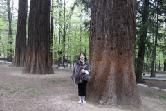 Redwood - Punapuu