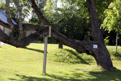 Old tree - Vanha puu