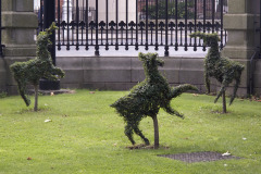 Decorative shrubs - Koristepensaat - Dublin