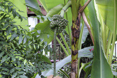Banana plant - Banaanikasvi