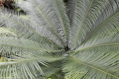 Tropical plant - Trooppinen kasvi
