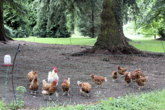 Chicken flock in park - Kanaparvi puistossa