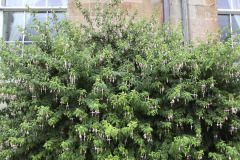 Ornamental bush - Koristepensas - Fuchsia