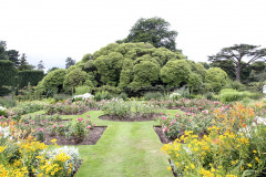 Rhododendron - Hillsborough Castle park