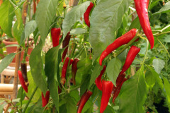 Cayenne chili pepper - Cayenne chili