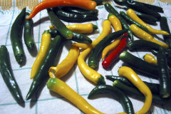 Fresh chili peppers - Kypsiä chilejä
