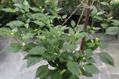 Chili plant in flower - Chili kukassa