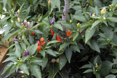 Decorative chili plant - Koristeellinen chili
