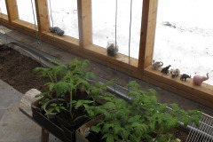 Hardening off tomato plants - Tomaatin taimien karaisu