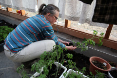 Planting tomatoes in conservatory - Tomaatin istutus viherhuoneessa