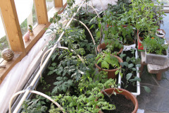 Seedlings in conservatory - Taimet viherhuoneessa