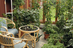 Conservatory as its greenest - Viherhuone vihreimmillään