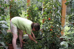 Picking cherry tomatoes - Kirsikkatomaattien poiminta