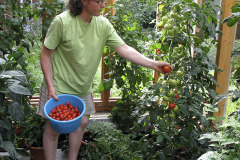 Tomatoes from conservatory - Tomaatteja viherhuoneesta