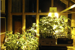 Light for seedlings - Lisävaloa taimille