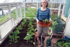 Planting tomato seedlings - Tomaatien taimien istutus