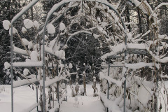 Bean rack in winter - Paputeline talvella