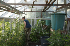 Greenhouse in high summer - Kasvihuone keskikesällä