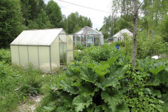 Rhubarb and greenhouses- Raparperi ja kasvihuoneita