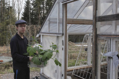 Planting cucumbers in greenhouse - Kasvihuonekurkun istutus