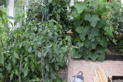 Greenest greenhouse - Kasvihuone vehreänä
