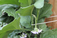 Eggplant flowers - Munakoison kukat