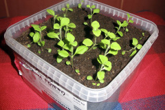 Stevia seedlings - Stevian taimet