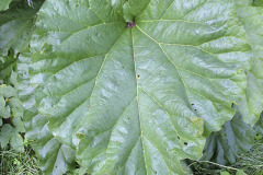 Rhubarb leaf - Raparperin lehti