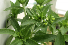 Sweetener plant - Stevia - Makeutuskasvi