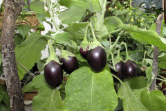 Eggplant - Munakoiso