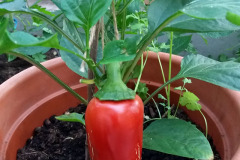 Bell pepper in pot - Paprika ruukussa