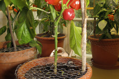 Sweet peppers - Vihannespaprikat