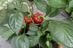 Sweet pepper - Paprika - New Ace
