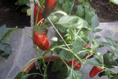 Sweet pepper - Vihannespaprika - Redskin