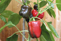 Bell peppers - Vihannespaprikat