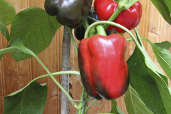 Bell peppers - Vihannespaprikat