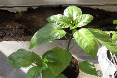 Hardening off pepper plants - Paprikan taimien karaisu