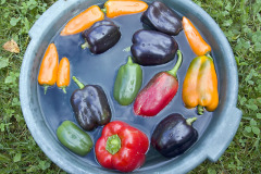 Sweet peppers - Vihannespaprikat
