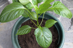 Potted pepper seedlings - Ruukutetut paprikan taimet